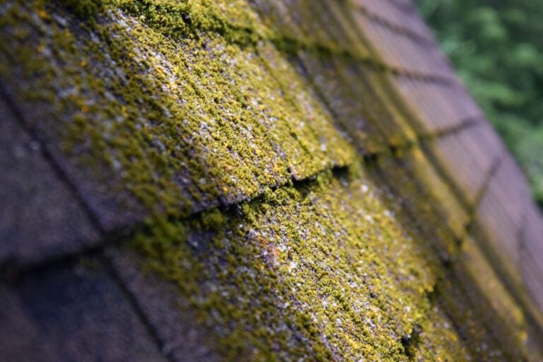how to remove moss from roof brown shingles